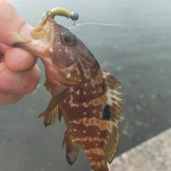 初めてジギングで釣れました